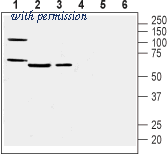 Alomone Labs APR-068 image 1