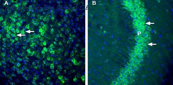 Alomone Labs APR-069 image 2