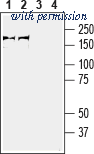 Alomone Labs APR-093 image 1