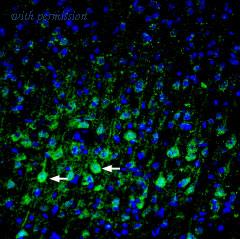 Alomone Labs APR-093 image 2