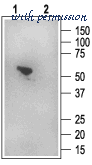 Alomone Labs APZ-006 image 2