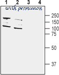 Alomone Labs APZ-010 image 3