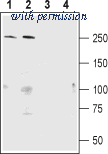 Alomone Labs APZ-011 image 1