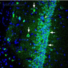 Alomone Labs APZ-011 image 2