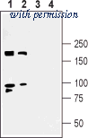 Alomone Labs APZ-013 image 1