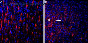 Alomone Labs APZ-013 image 2
