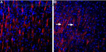 Alomone Labs APZ-013 image 3