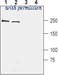 Alomone Labs APZ-017 image 1