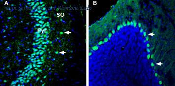 Alomone Labs APZ-017 image 2