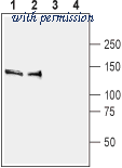 Alomone Labs APZ-032 image 1