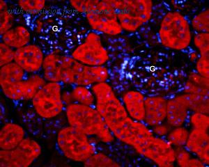 Alomone Labs AQP-001-AR image 1