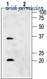 Alomone Labs AQP-006 image 1