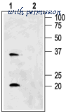 Alomone Labs AQP-006 image 2