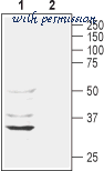 Alomone Labs AQP-011 image 2