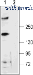 Alomone Labs ARR-003 image 1