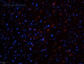 Alomone Labs ARR-003 image 3