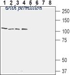 Alomone Labs ARR-012 image 1