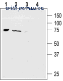 Alomone Labs ASC-015 image 1