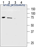 Alomone Labs ASC-015 image 2