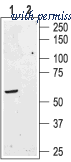 Alomone Labs ASR-003 image 1