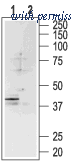 Alomone Labs ASR-004 image 1