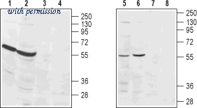Alomone Labs ASR-013 image 1