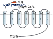 Alomone Labs ASR-013 image 2