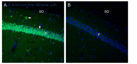 Alomone Labs ASR-090 image 2