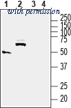 Alomone Labs AST-015 image 1