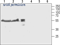 Alomone Labs ATC-001 image 1