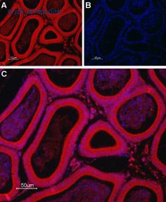 Alomone Labs ATC-001 image 2
