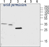 Alomone Labs ATC-002 image 1