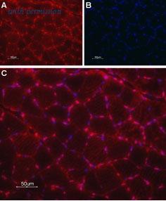 Alomone Labs ATC-002 image 2