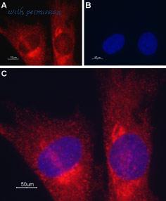 Alomone Labs ATC-002 image 3