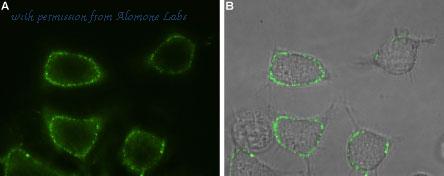 Alomone Labs ATC-006 image 2