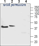 Alomone Labs ATR-002 image 1