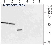 Alomone Labs ATR-021 image 2