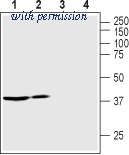 Alomone Labs AVR-012 image 1