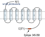 Alomone Labs AVR-012 image 2