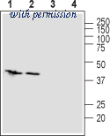 Alomone Labs AZT-001 image 1