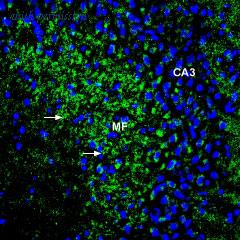 Alomone Labs AZT-001 image 2