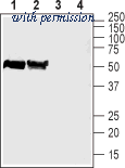 Alomone Labs AZT-013 image 1