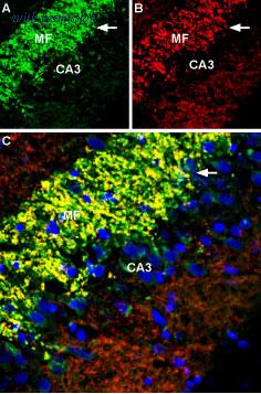 Alomone Labs AZT-013 image 2
