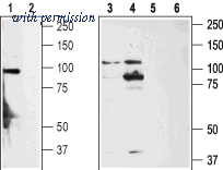 Alomone Labs ACC-037 image 1