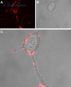 Alomone Labs ACC-037 image 3
