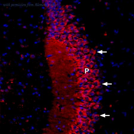 Alomone Labs ACC-105-AR image 1