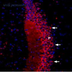 Alomone Labs ACC-105-AR image 2