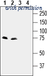 Alomone Labs ANR-017 image 1