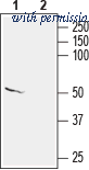 Alomone Labs APC-132 image 1