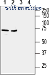 Alomone Labs AZT-006 image 1